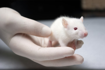baby albino rat held in hand with a glove by researcher