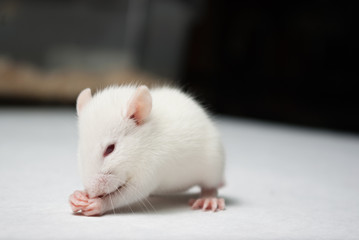 baby albino rat on white paper in lab