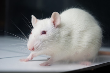 white (albino) laboratory rat on board during experiment