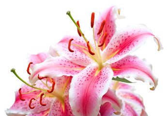 Pink lilies on white