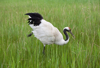 whooping crane