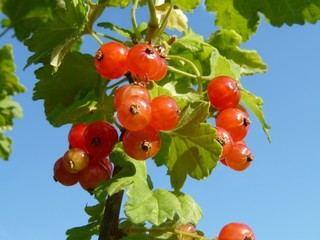 Sprig of red currants on a background of blue sky
