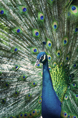 Obraz premium Peacock