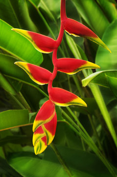 Heliconia