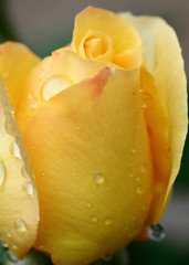 rose jaune en bouton