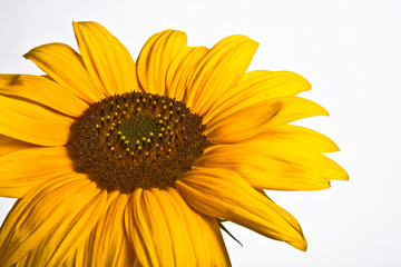Fototapeta premium Schöne gelbe Blüte 