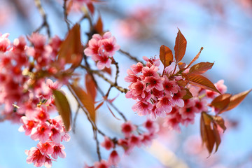 Pink sakura flowers