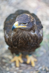 Steppe eagle - close-up portrait of this majestic bird of prey