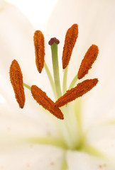 Lilie weiß Blütenstempel