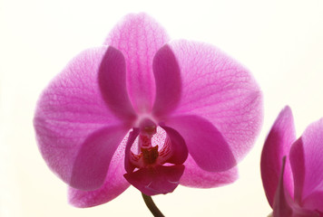 Orchidee rosa