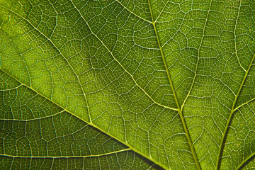 Green leaf close-up