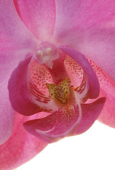 Fototapeta na wymiar Orchidee rosa