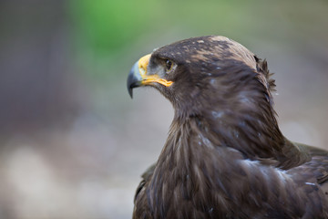 Obraz premium Steppe eagle - close-up portrait of this majestic bird of prey