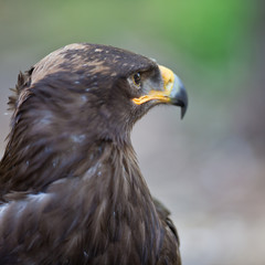 Steppe eagle - close-up portrait of this majestic bird of prey