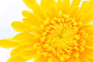chrysanthemum