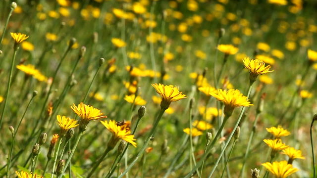 Sommerwiese