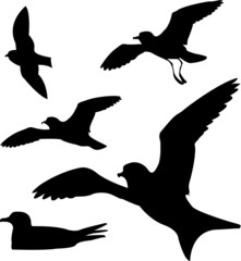 birds vector illustration