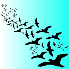 birds vector illustration