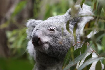 Foto op Plexiglas Koala Koala