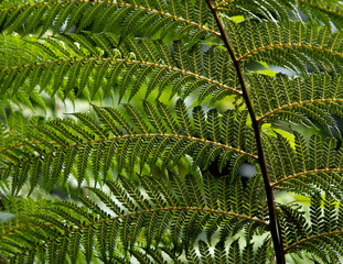 Fern