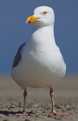 Möwe