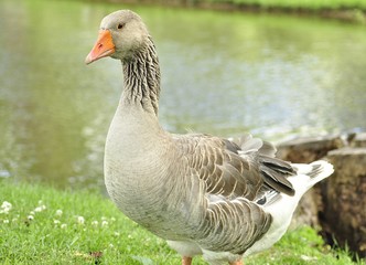 wild goose