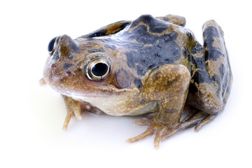 Obraz premium Beautiful frog