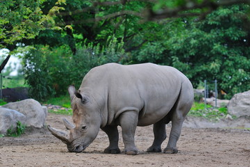 Rhinocéros.