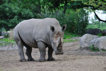 Rhinocéros de face.