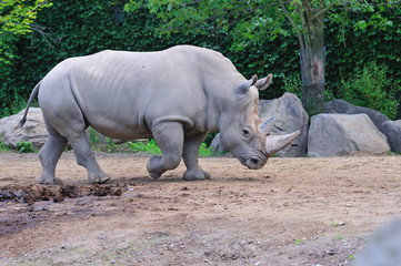 Fototapeta premium Rhinocéros.