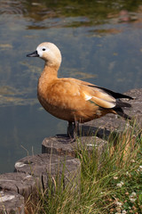 Ruddy shelduck standing near water