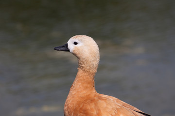 Head of Ruddy shelduck