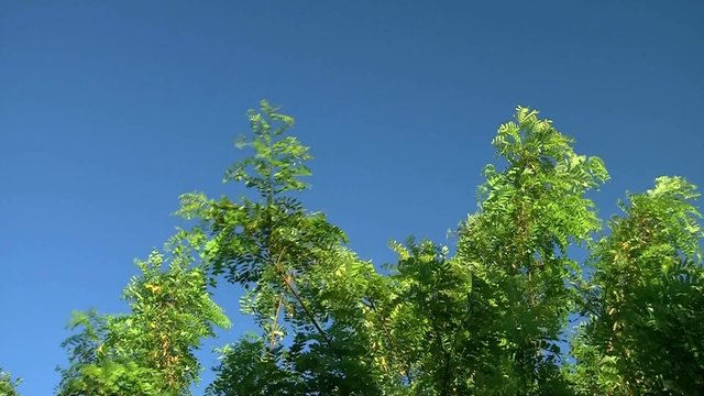 arbre qui bouge