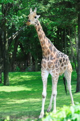 Girafe.