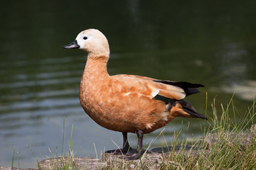 Ruddy shelduck (tadorna ferruginea)