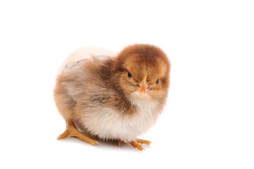 Obraz premium chicken