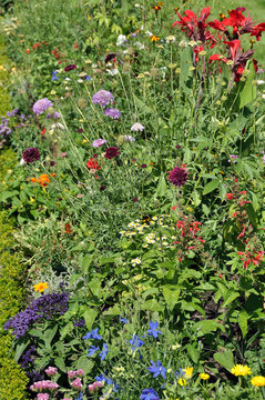 wiesenblumen