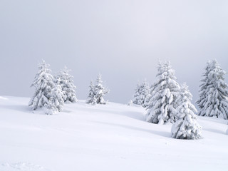 Sapins et neige
