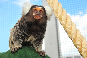 Monkey