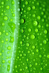 NATURAL, PURO, VEGETAL