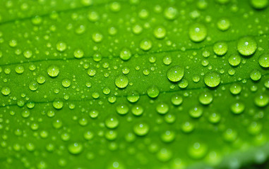 PUREZA, AGUA, VEGETAL