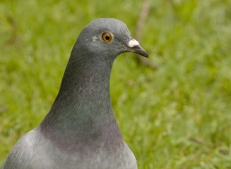 Feral Pidgeon