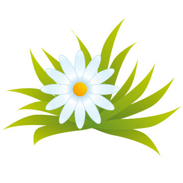 Touffe Herbe Marguerite