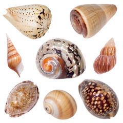seashells on white background