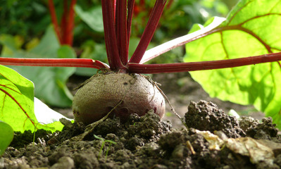 Rote Rübe