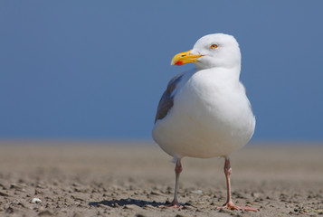 Möwe