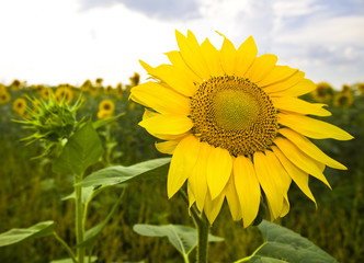 yellow sunflower