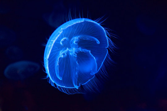 medusa en el acuario