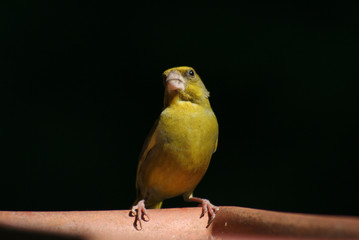 Grünling 4