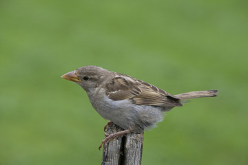 House sparrow